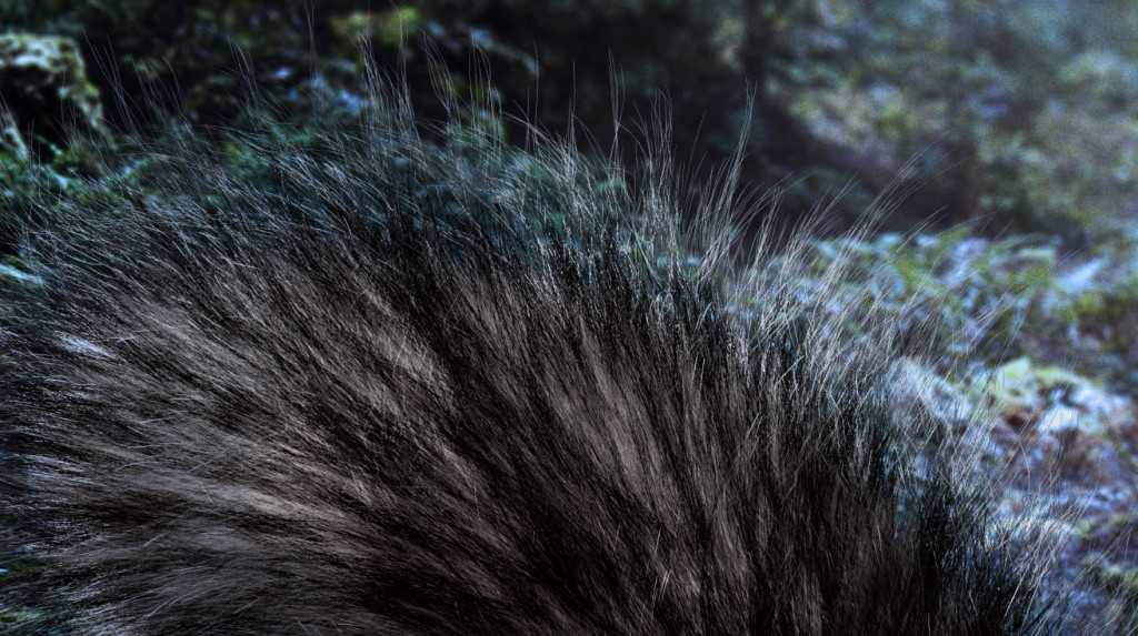 Tail crop 2 High-poly quirrel pelt in a fantasy forest closeup