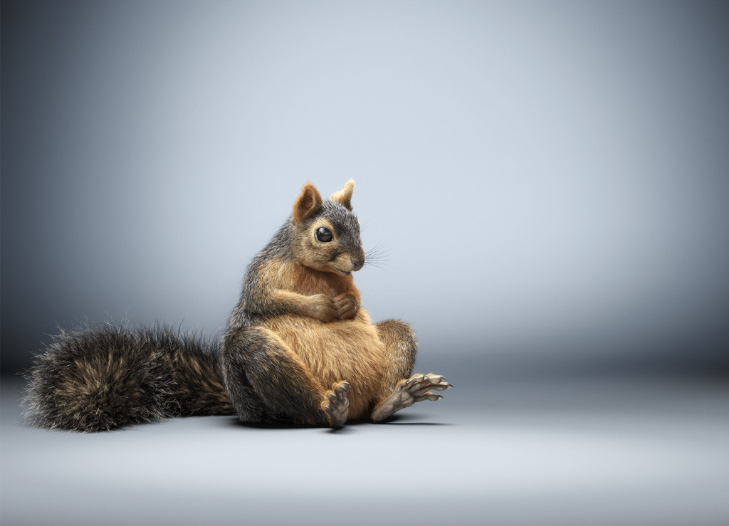 Photorealistic 3D squirrel render showcasing 3D fur grooming and lighting